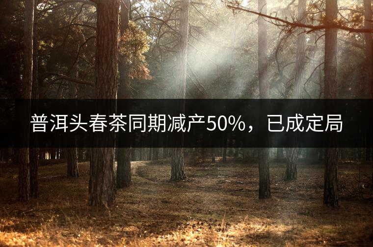 普洱頭春茶同期減產(chǎn)50%，已成定局