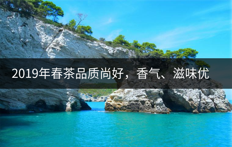 2019年春茶品質(zhì)尚好，香氣、滋味優(yōu)于去年