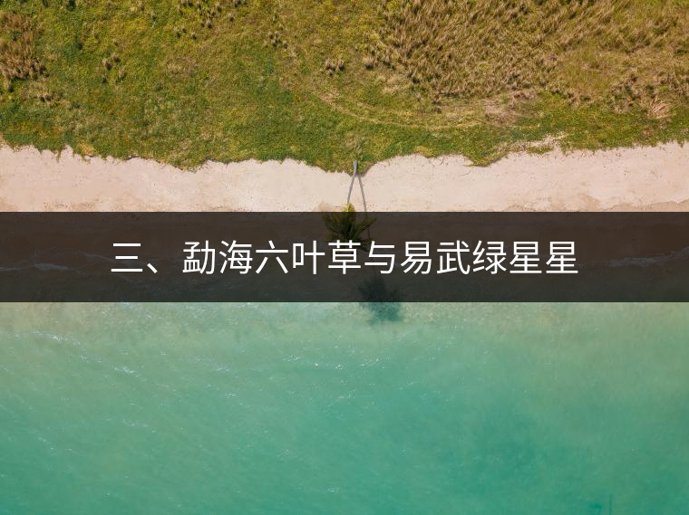 三、勐海六葉草與易武綠星星