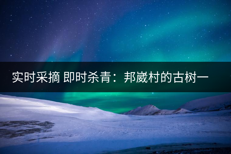 實時采摘 即時殺青：邦崴村的古樹一般都比較高大，我今年爬到10米高的樹梢上拍茶農(nóng)采茶，一顆完整的古樹頭春茶的采摘需要6-7個婦女花半個小時共同完成，鮮葉才下來以后要及時殺青，才能保證茶葉后期的鮮爽感。
