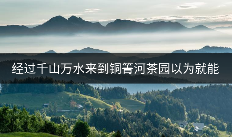 經(jīng)過千山萬水來到銅箐河茶園以為就能收到茶了？