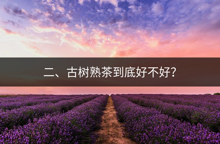 二、古樹熟茶到底好不好？