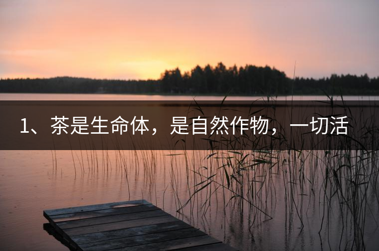 1、茶是生命體，是自然作物，一切活動受自然規(guī)律影響。