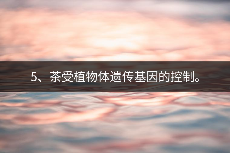 5、茶受植物體遺傳基因的控制。