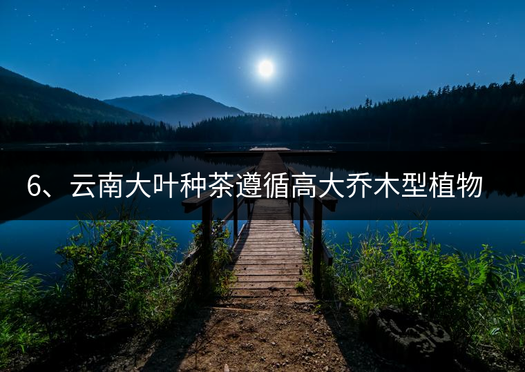 6、云南大葉種茶遵循高大喬木型植物的普遍規(guī)律。