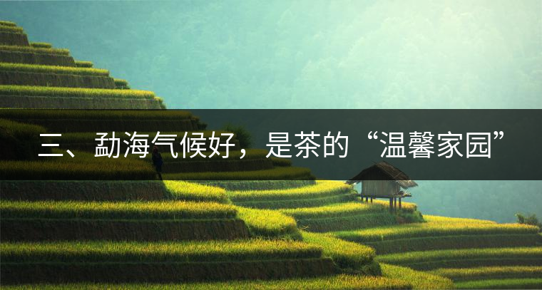 三、勐海氣候好，是茶的“溫馨家園”