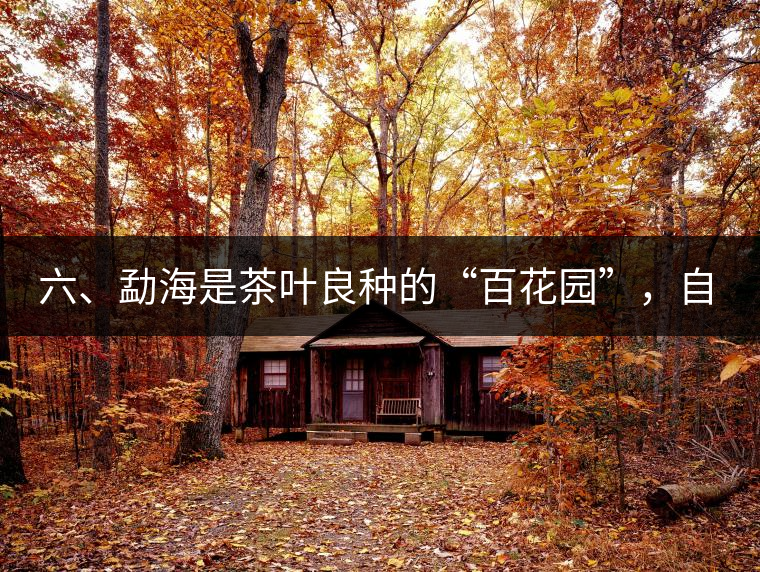 六、勐海是茶葉良種的“百花園”，自稱“第一縣”不足奇