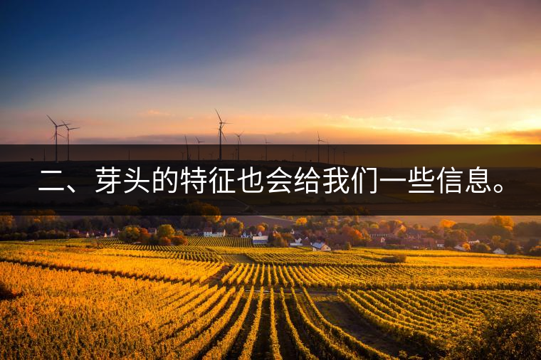 二、芽頭的特征也會(huì)給我們一些信息。