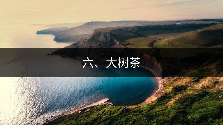 六、大樹茶