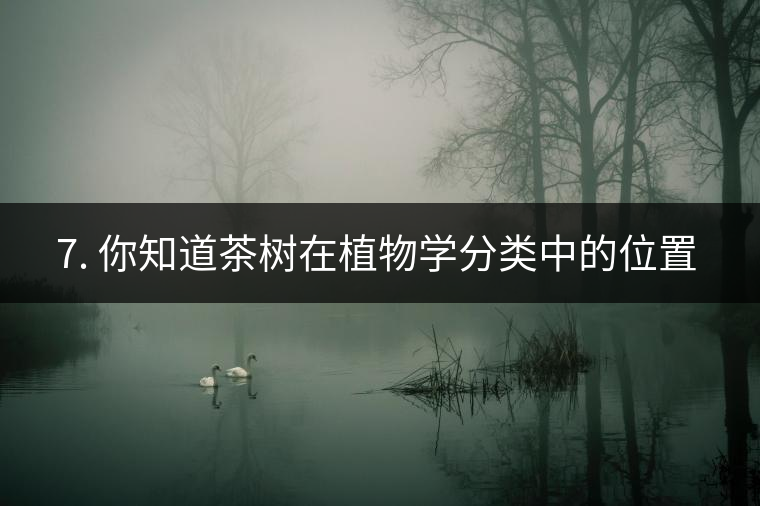 ??7. 你知道茶樹在植物學(xué)分類中的位置嗎？