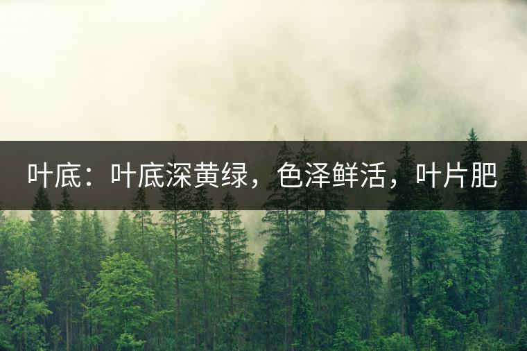 葉底：葉底深黃綠，色澤鮮活，葉片肥厚，梗莖肥壯，而且非常柔韌。