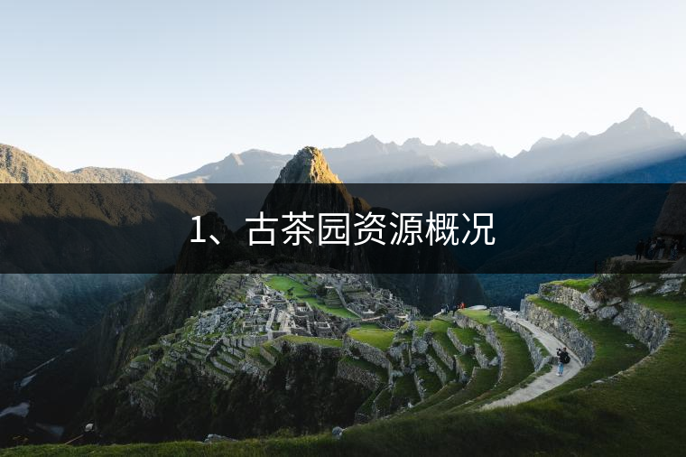 1、古茶園資源概況
