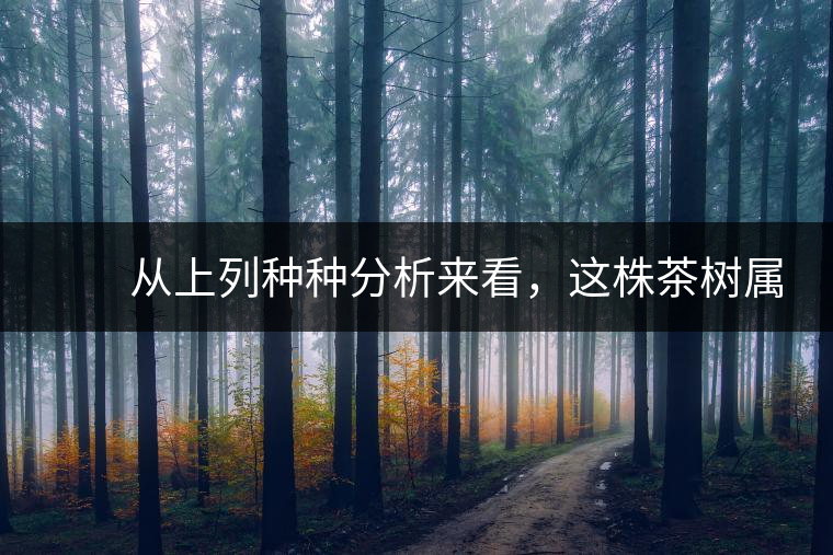 　　從上列種種分析來(lái)看，這株茶樹(shù)屬野生類(lèi)型應(yīng)無(wú)疑問(wèn)。