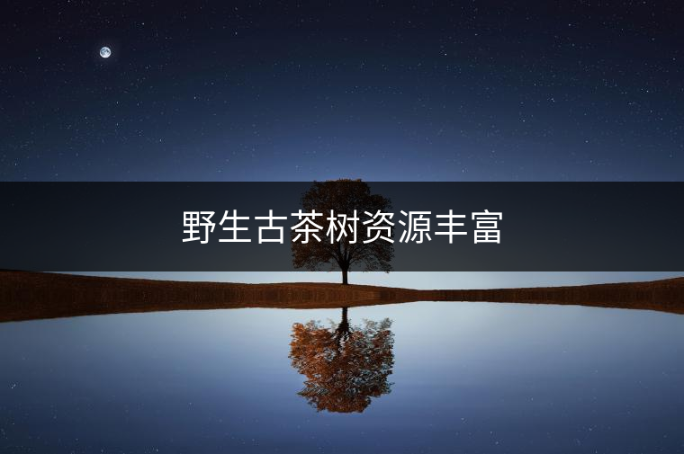 野生古茶樹(shù)資源豐富