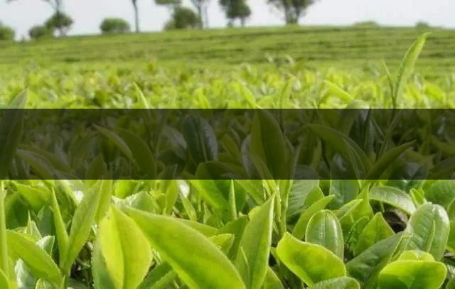 云南省昆明市茶業(yè)簡述(三) 云南省昆明市茶業(yè)簡述(三)