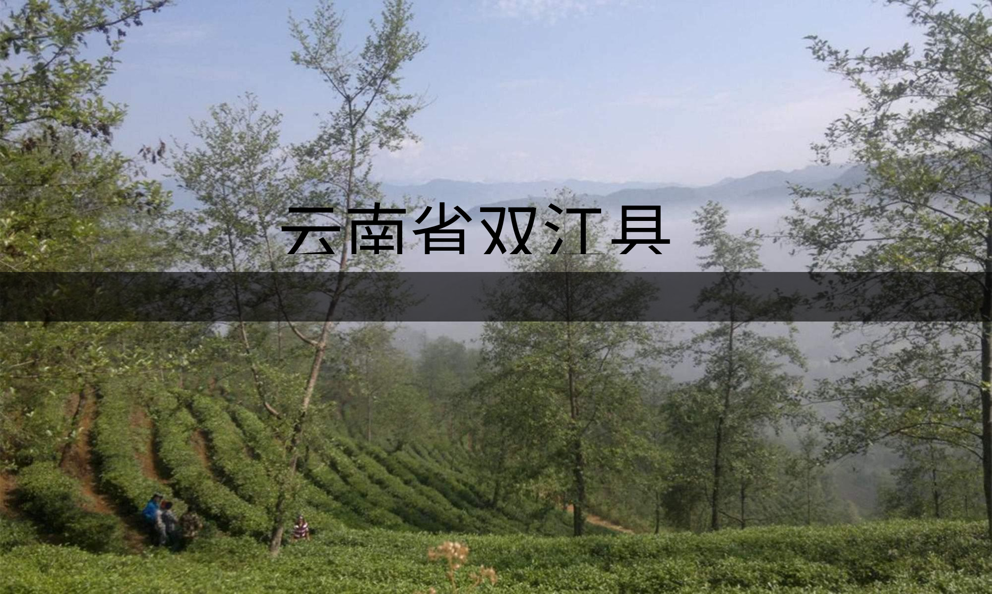 云南省雙江縣茶業(yè)概況簡述 云南省雙江縣茶業(yè)概況簡述