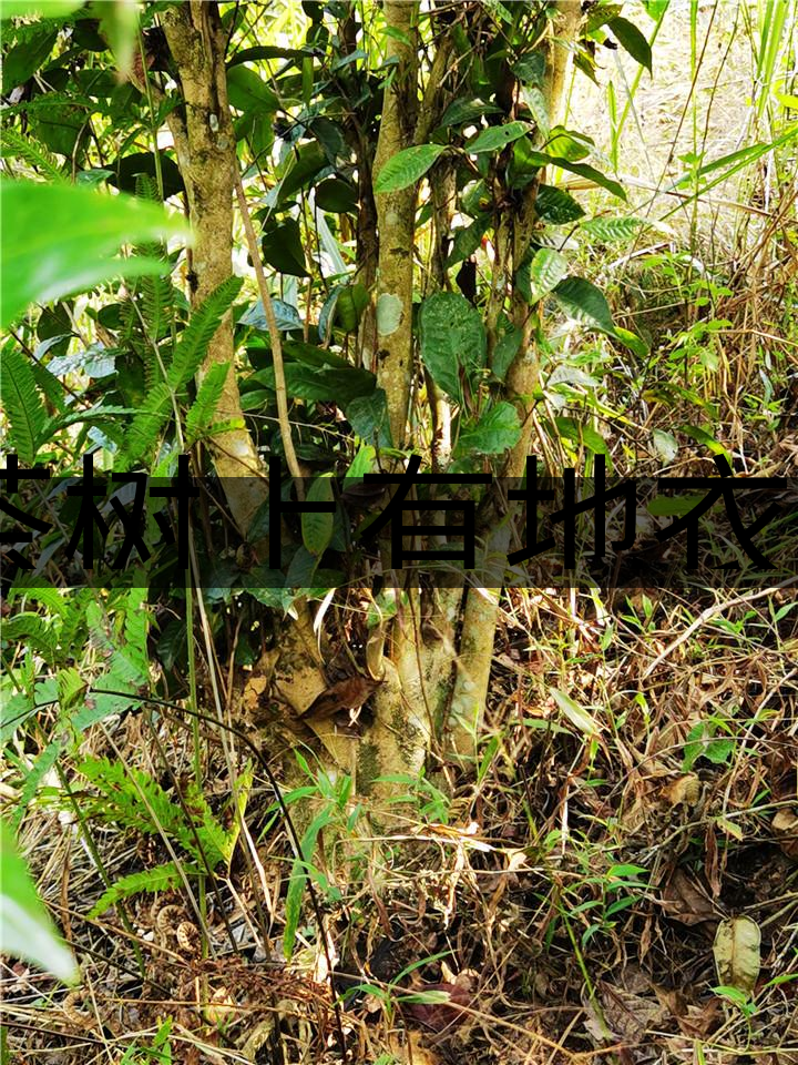 茶樹上有地衣或苔蘚是不是有害的？