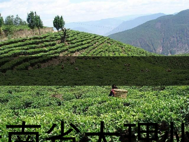 云南省大理州云龍縣茶業(yè)概況簡述(第二講) 云南省大理州云龍縣茶業(yè)概況簡述(第二講)