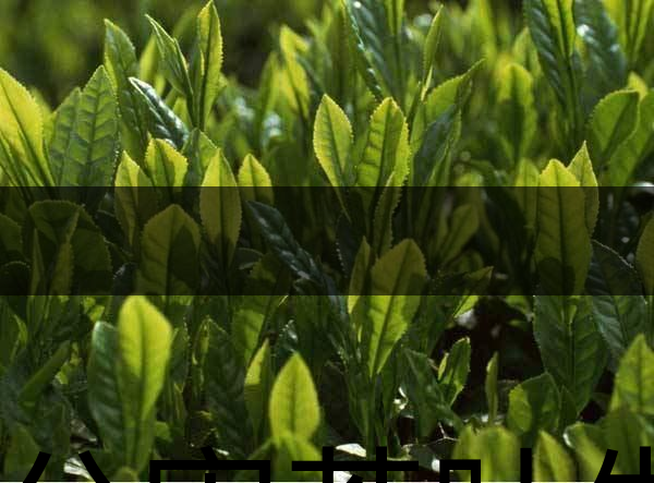 無(wú)公害茶葉生產(chǎn)規(guī)范的條件有哪些？（上篇）