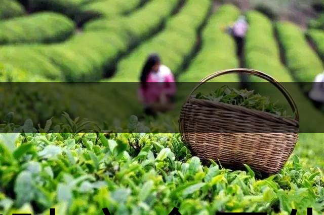 茶葉安全衛(wèi)生與我國(guó)相關(guān)法規(guī)管理體系簡(jiǎn)述（壹）-1