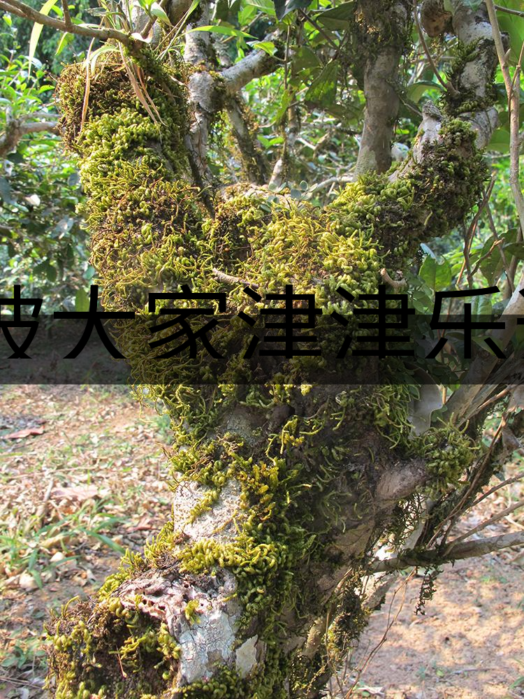 被大家津津樂道的森林茶，你知道是什么？-3-1