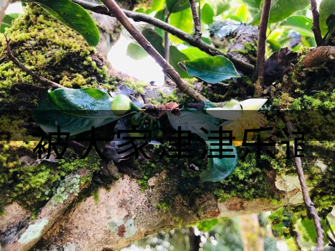 被大家津津樂道的森林茶，你知道是什么？-4-1