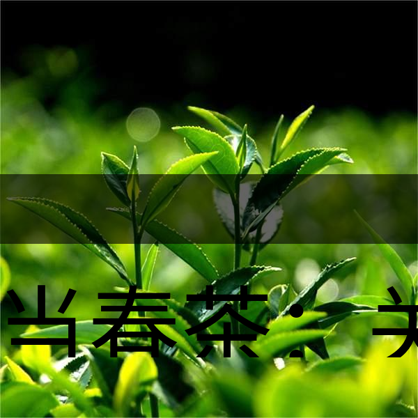 正當春茶：關于這些茶知識你知道嗎？-1