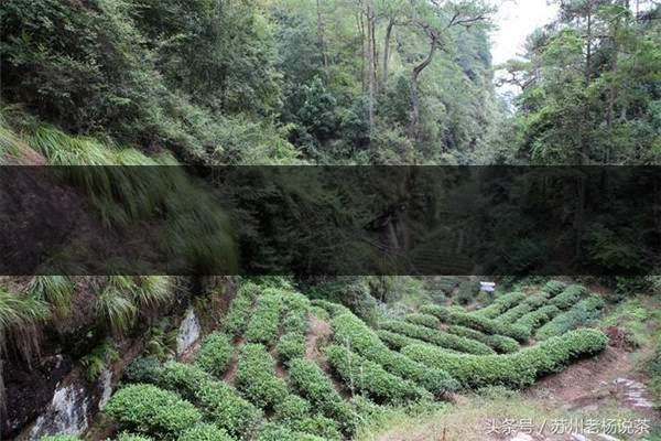 老楊說(shuō)茶：武夷尋茶之三：巖茶巖韻形成的四-5-1