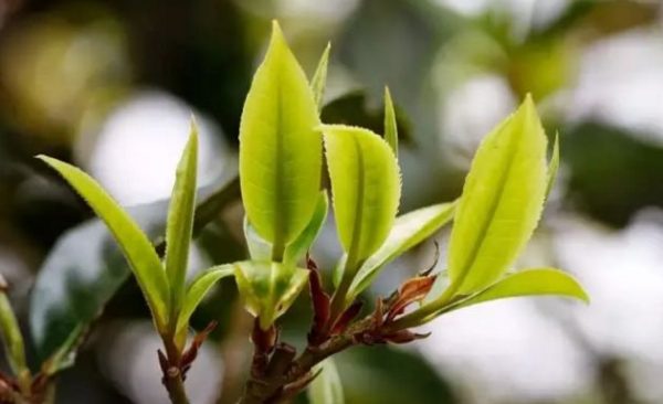 一杯刮風(fēng)寨，邂逅山野之韻