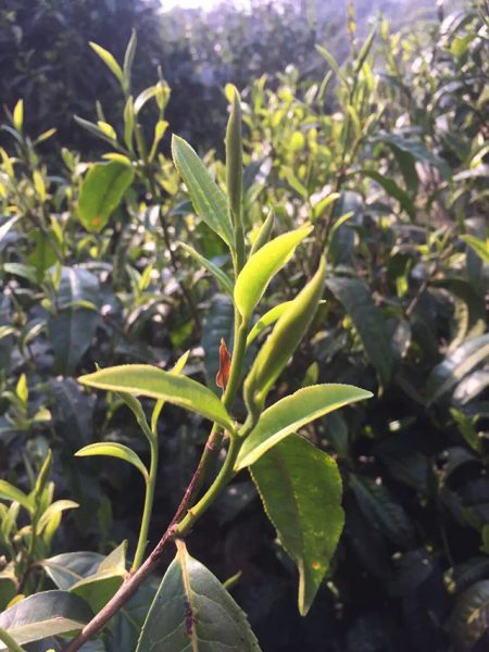 為什么古樹(shù)普洱春茶這么受追捧？