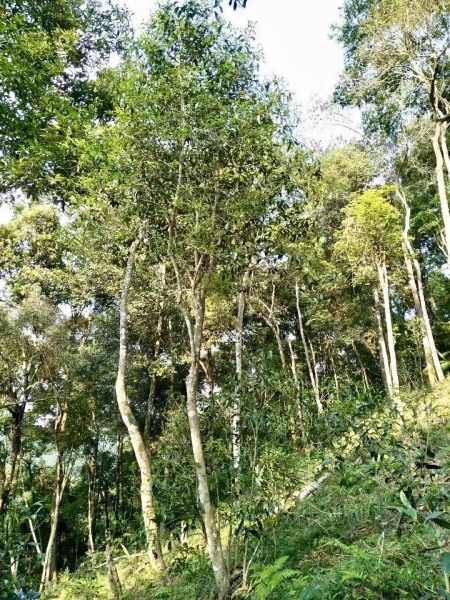 你喝不出來的“高桿古樹”或許就是一個偽概念、偽命題