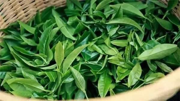 2021年曼秀古樹(shù)茶，易武的超級(jí)黑馬