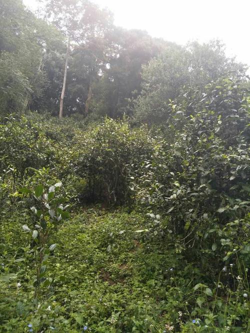 u15200804593285045762fm15gp0