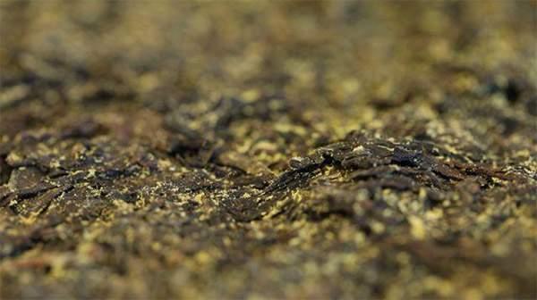 你手中的茯茶金花有可能是假金花？