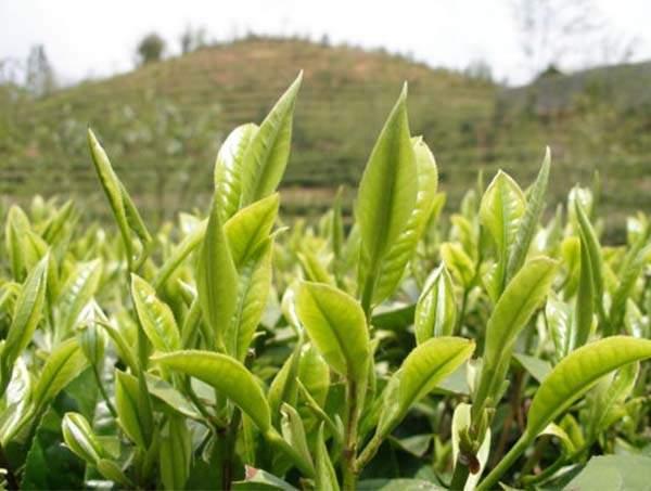 春茶到底好在哪里？