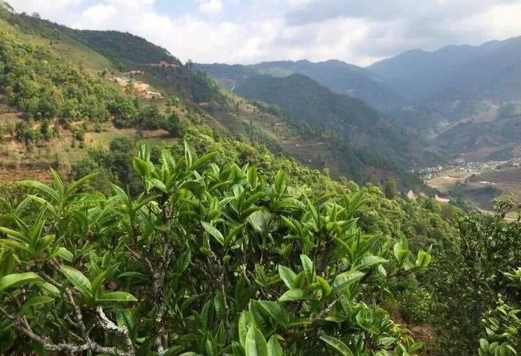 2021年冰島秋茶，你所需要知道的七個(gè)事實(shí)