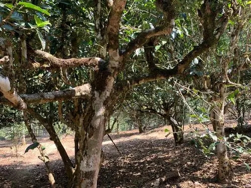 2021年磨烈古樹(shù)秋茶特點(diǎn)？