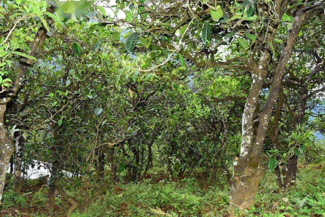 2021年磨烈古樹秋茶會是趕超冰島的存在嗎？