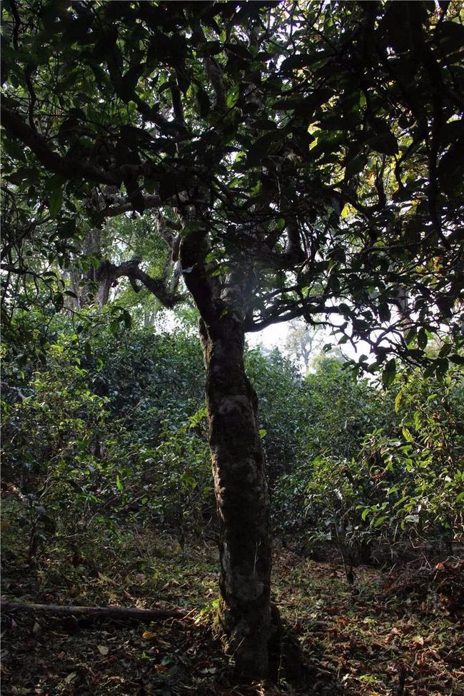 2021年大戶(hù)賽古樹(shù)秋茶特點(diǎn)？