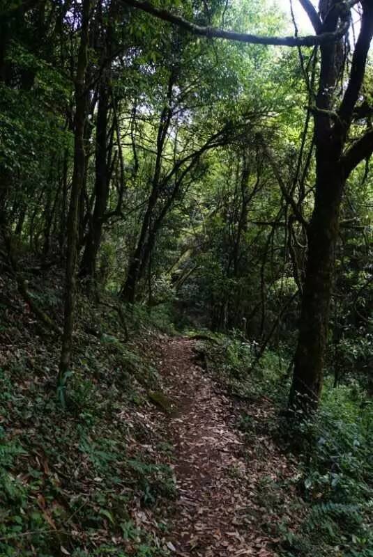 2021年大戶賽古樹秋茶價格是多少？