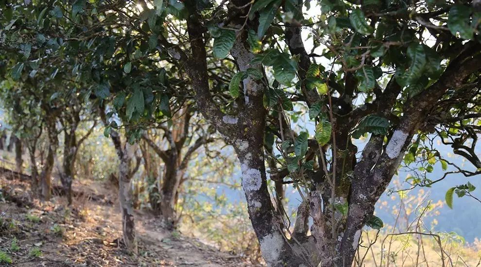 2021年大雪山古樹秋茶口感品鑒？