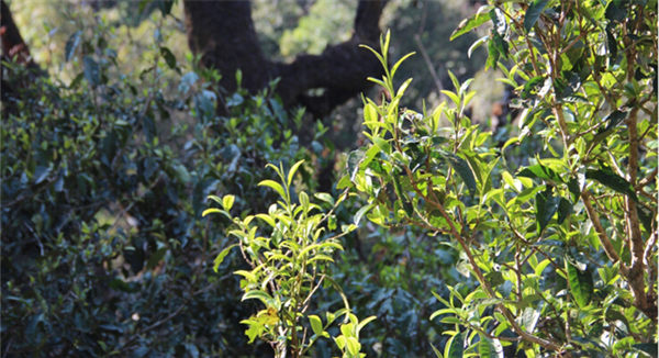2021大雪山古樹秋茶香甜順滑！