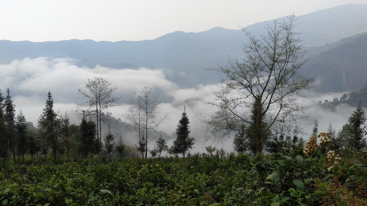 2021年大雪山古樹(shù)秋茶價(jià)格是多少？