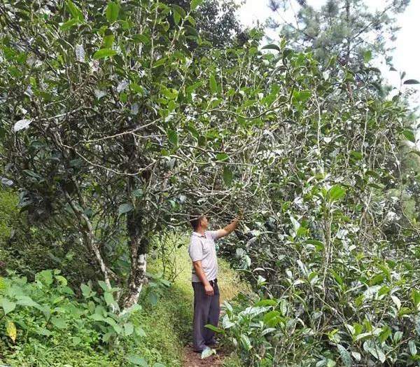 2021壩糯古樹秋茶藤條茶！不是樹種，而是這樣形成的！