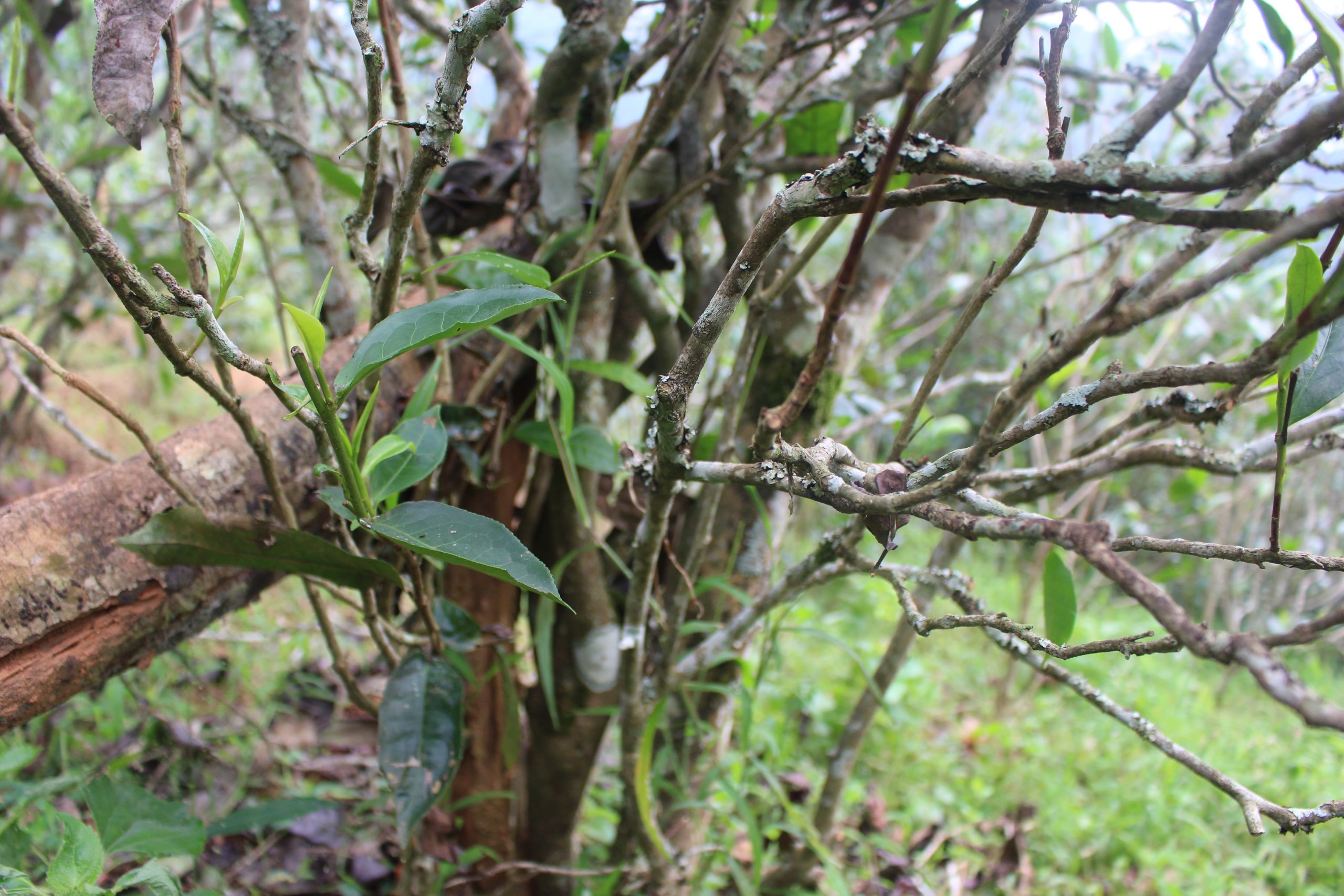 2021年壩糯古樹秋茶價(jià)格多少？