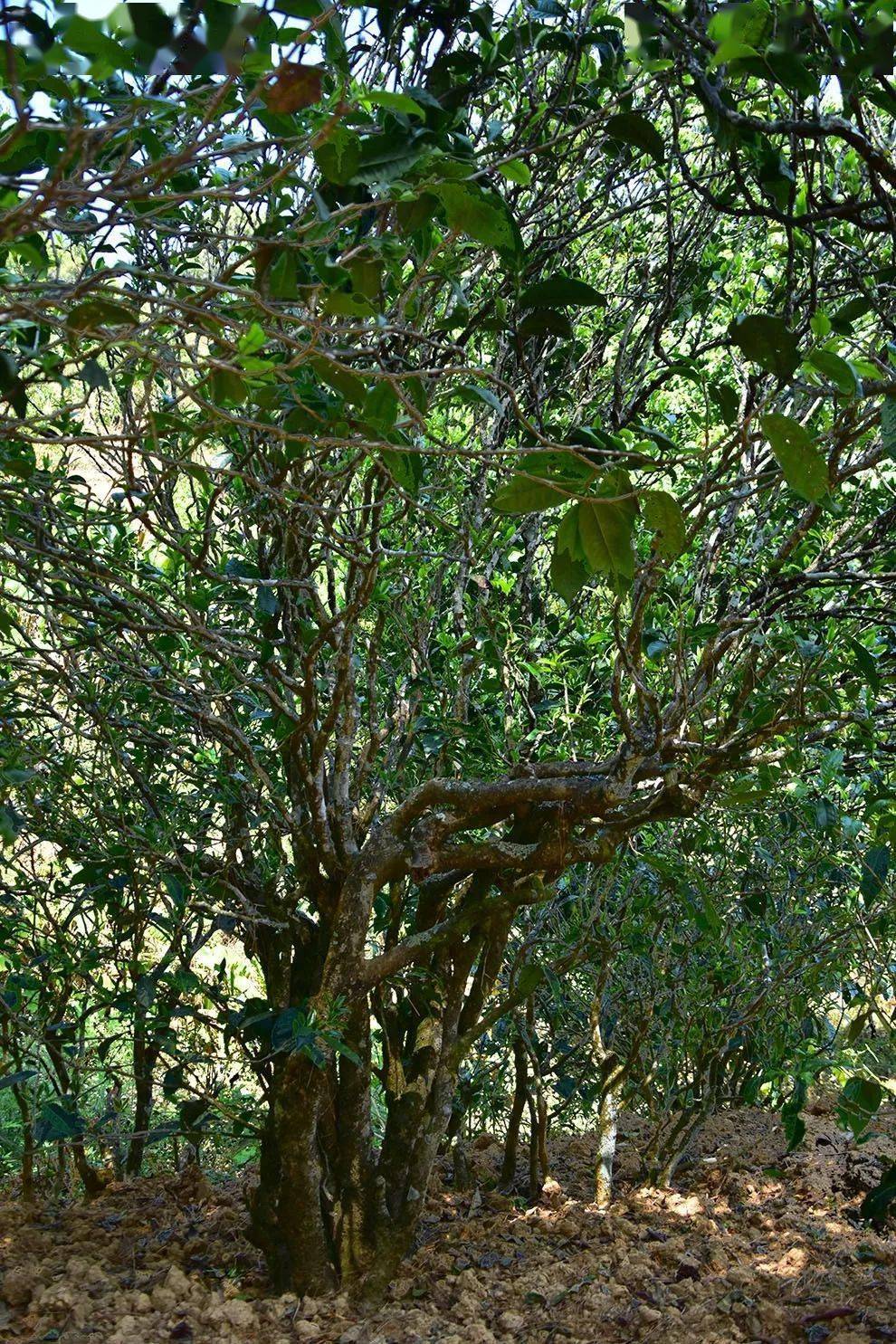 2021年正氣塘古樹(shù)秋茶口感是什么？