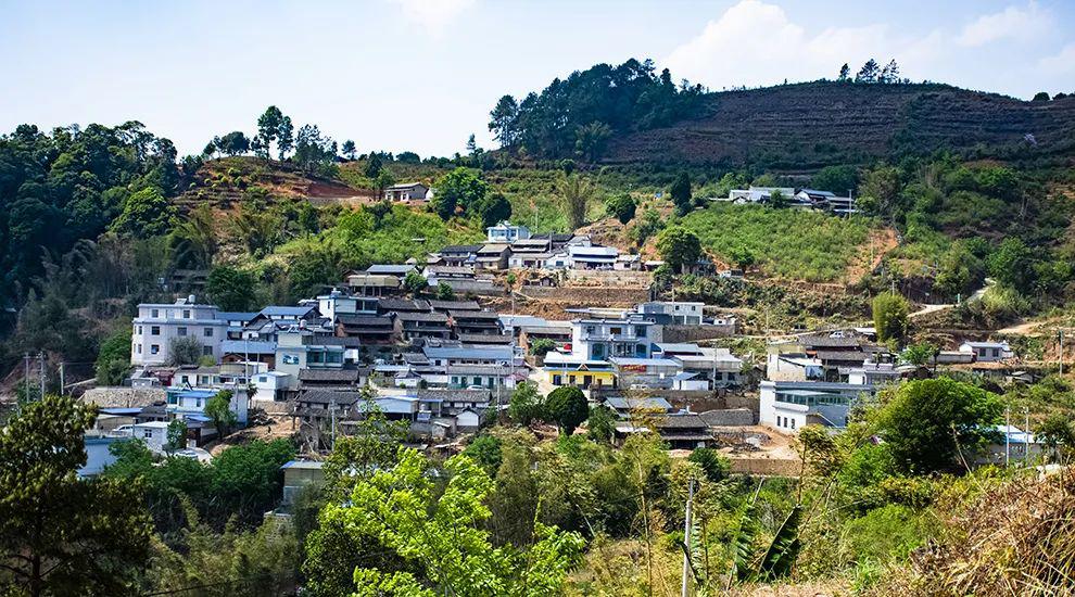 2021年正氣塘古樹(shù)秋茶為何號(hào)稱小冰島？