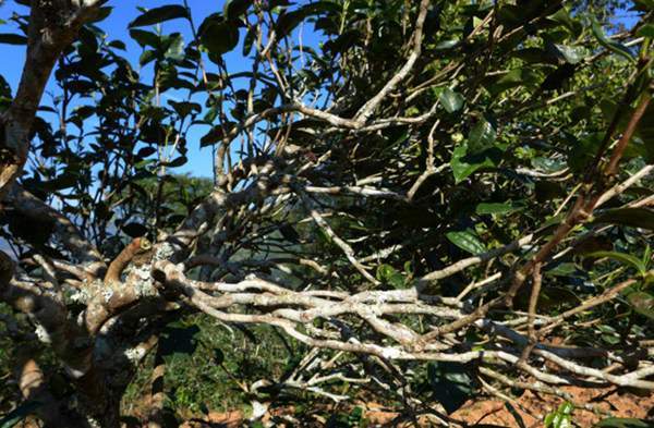 2021年正氣塘古樹秋茶花蜜香氣盈盈，冰糖甜韻深邃！