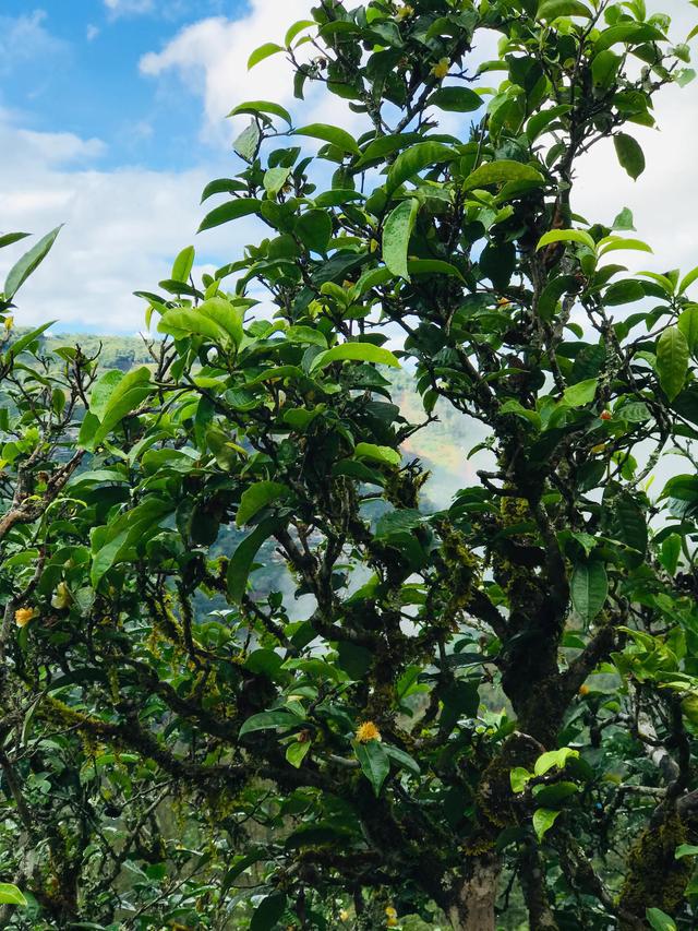 2021年冰島南迫古樹秋茶茶園詳解！