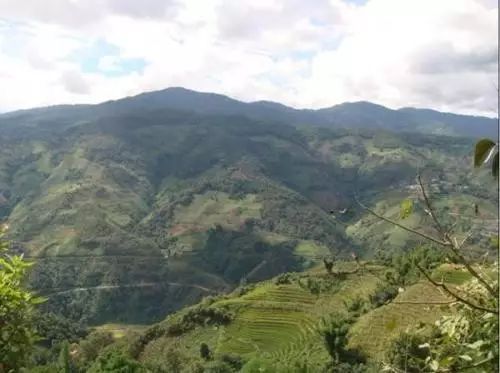 2021年冰島南迫古樹秋茶價格是多少？